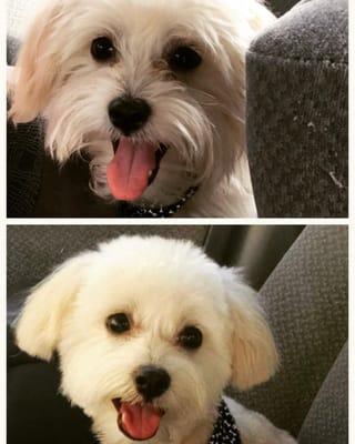 Before and after a full groom! From that smile, I'm sure my fur baby loved it.