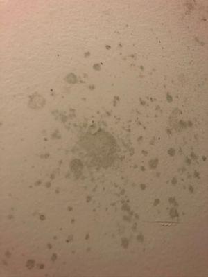 This started seeping from our walls and they just covered it with paint as the fix ( bugs included)