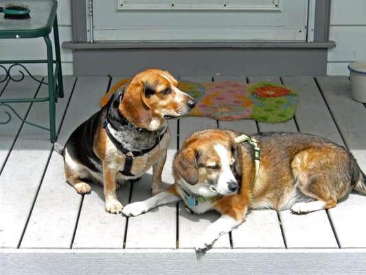 Our greeters, Sam and Cody.