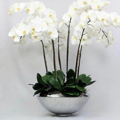 Orchids Arrangement