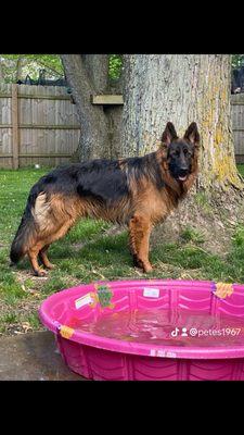 Max and his pool