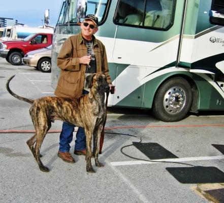 What a lovely Great Dane! Reminded me of Marmaduke!