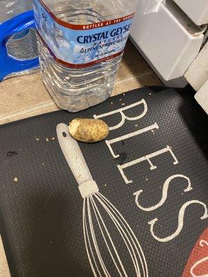 Mouse was feasting on a potato from my kitchen