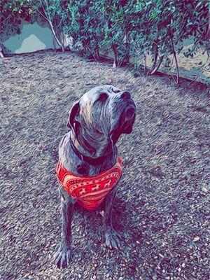 Cane Corso