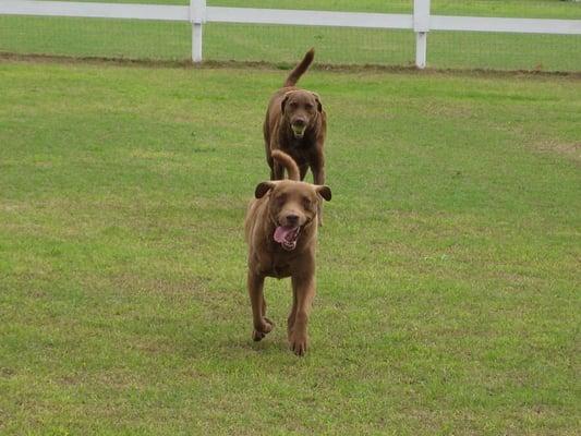 Lots of Green Grass to Run Around On.