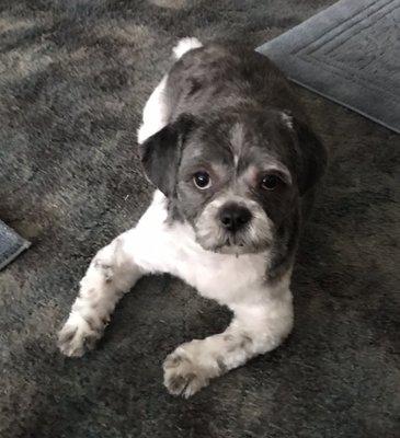 Gordie after his grooming on 2/27/19