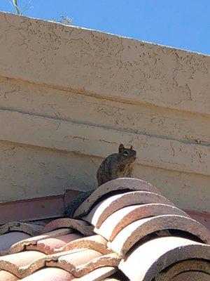 Squirrel gargoyle keeping watch over the home.