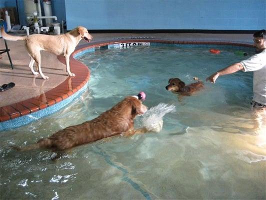 Swimming at the Bow Wow Beach Club