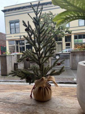 Sweet little Charlie Brown tree in the window