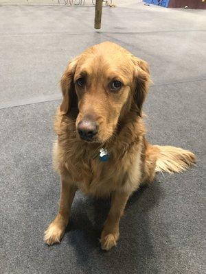 Daisy is a friendly pup who lives at the gym