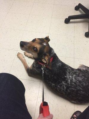 Shelby at Admiral Vet.