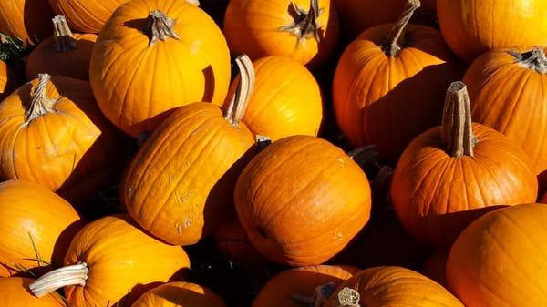 The mandate pumpkins for Thanksgiving pie!