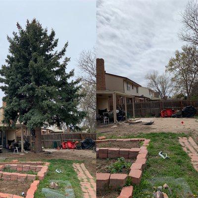 Pine tree removal, about 45 ft tall with a 2.5 ft wide, some branches needed to be rigged down cause the house was to close to the pine