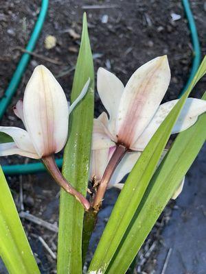 Look @ the green bugs- they sold me 2 orchids covered in aphids.