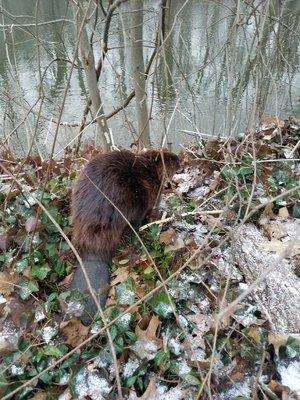 beavers are among wildlife you may see.