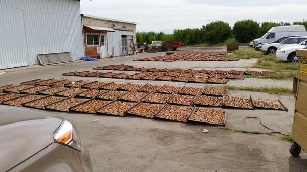 At their packing shed, drying fruit.