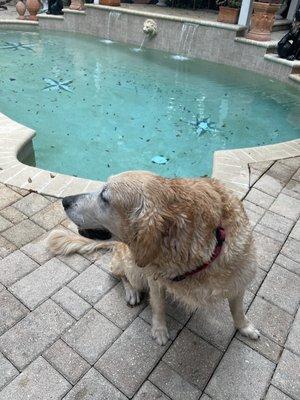 Julia, the sweet Golden Retriever. She put on a great "dog show" definitely don't miss it!