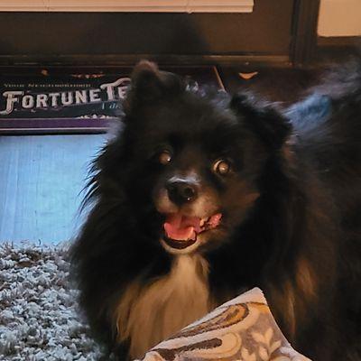 Mister, 8 year old German Spitz