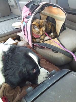 Sadie & PGZ waiting for Daddy to get fixed!