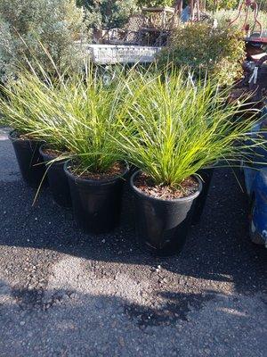 Lomandra