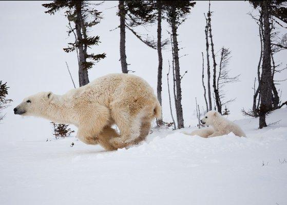 Running Bear.