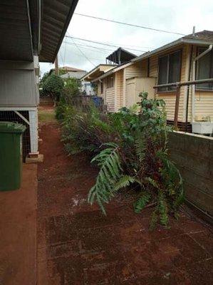 Wahiawa Tree Removal After Photo