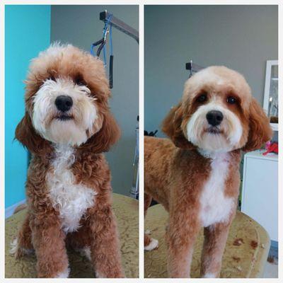 Grooming Before and After