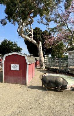 Free zoo, opens at 10am