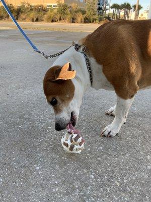 Our pup cups are always a hit! This fella was a big talker and so excited to visit us!