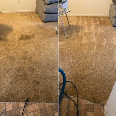 Dining room and living room carpet cleaning