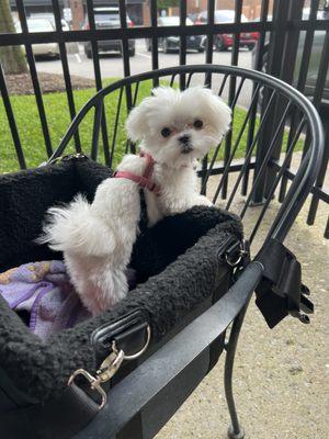 We love eating in the well shaded patio