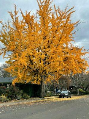 Ginkgo in the Fall