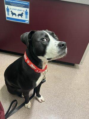 Khali at the Evergreen Veterinary Clinic. She was unsure at first, but the vets won her over.