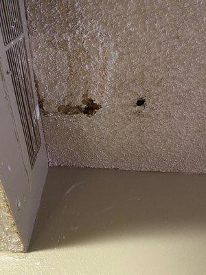 That is black mold, dripping from the ceiling in room 243.