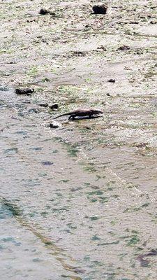 More of baby otter so cute