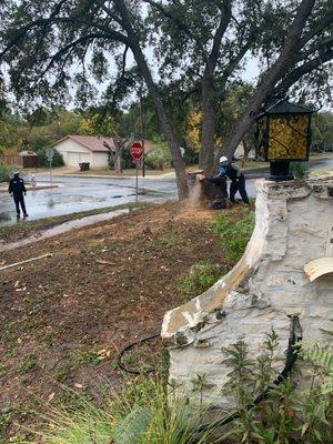 Cutting the tree in the front yard.