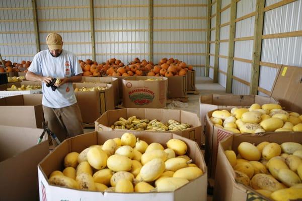 President, Matt Ewer, with our 2012 EcOhio farm squash harvest.