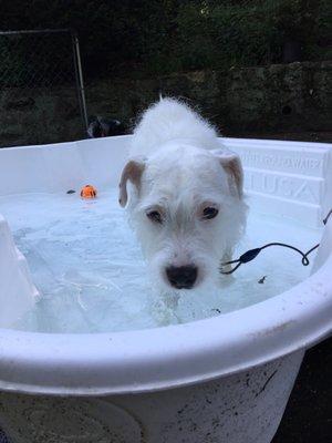 Edgar boards at Paws and Claws, and absolutely loves the dog pool!