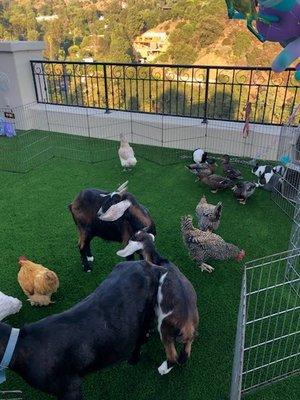 Mini Petting Zoo