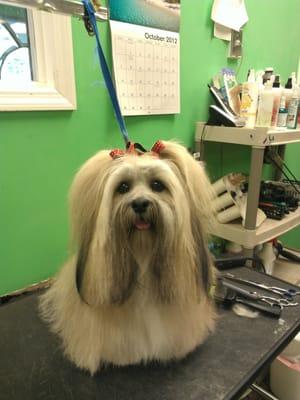 Dogma Grooming & Pet Gifts