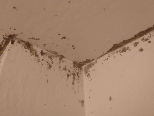 MOLD IN BATHROOM...LORD TENNYSON APARTMENTS... NOV 16th. 2019.... all this mold for 15 years...Health Department!!!