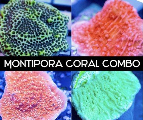 Montipora corals