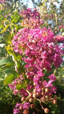 More flowers on campus