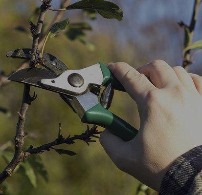 Pruning ornamental trees