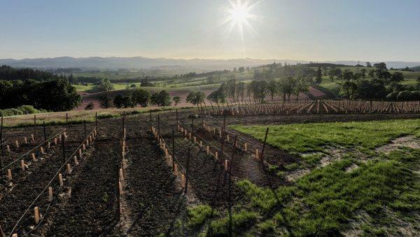 New Chardonnay Vineyard on Ghost Hill