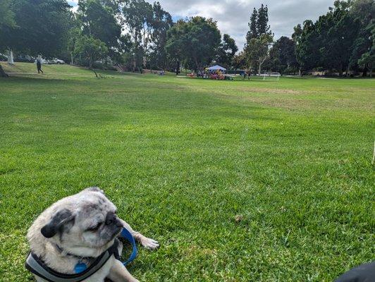 Wrigley the pug (#thepugbuddies) at La Mesita park.