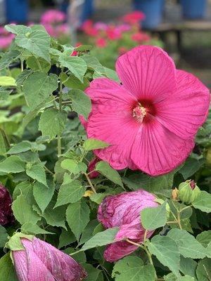 Hardy hibiscus