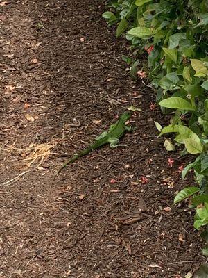 A very vibrant lizard in the park. Super cool to see!