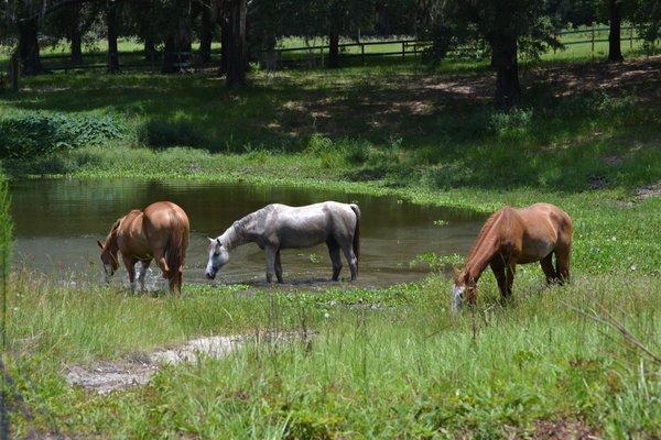 www.dragonflyranchflorida.com