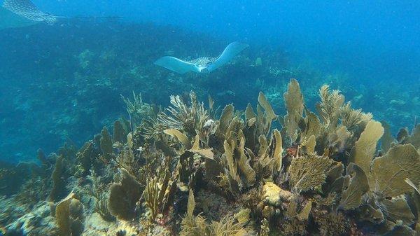 Diving at Christ of the abyss 10/7/21